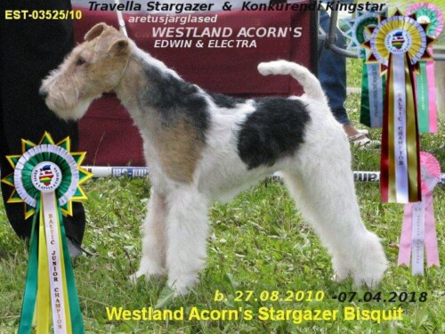 36-2-Westland-Acorn-Stargazer-Bisquit-arhiiv