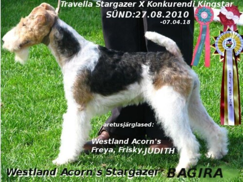 37-2-Westland-Acorn-Stargazer-Bagira-arhiiv