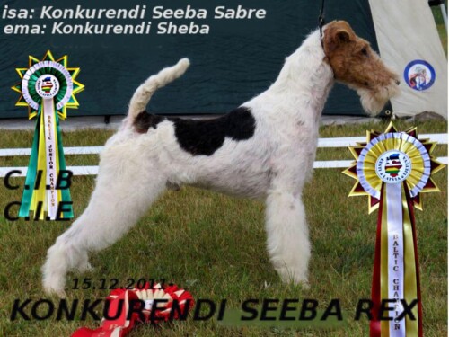 41-1-Konkurendi-Seeba-Rex-arhiiv