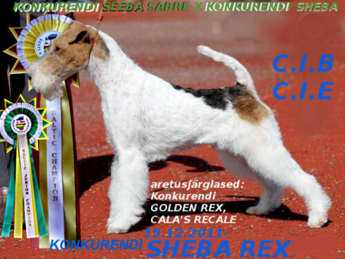 41-2-Konkurendi-Seeba-Rex-arhiiv